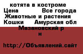 котята в костроме › Цена ­ 2 000 - Все города Животные и растения » Кошки   . Амурская обл.,Мазановский р-н